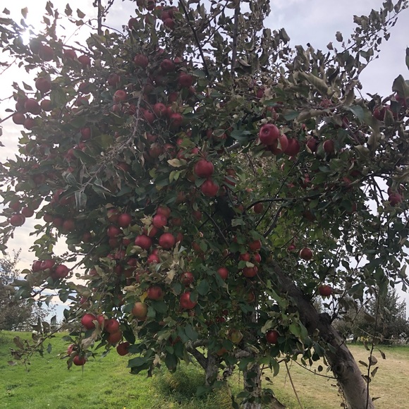 Meet your Posher, Gemma - Picture 1 of 1